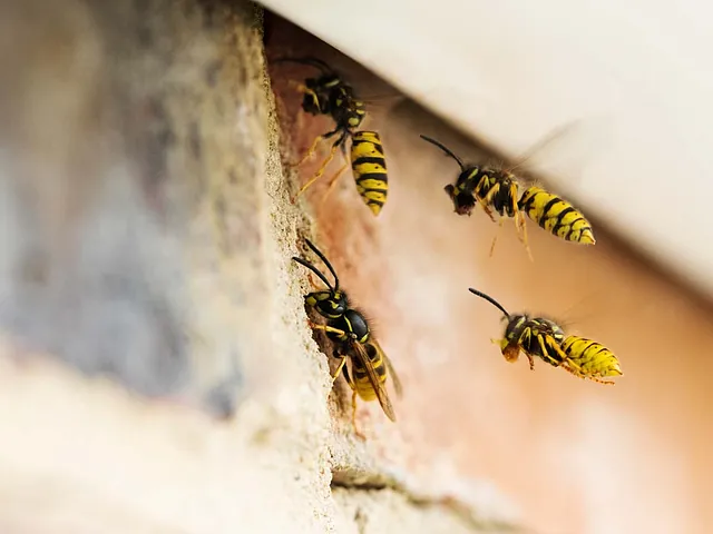 Bienen