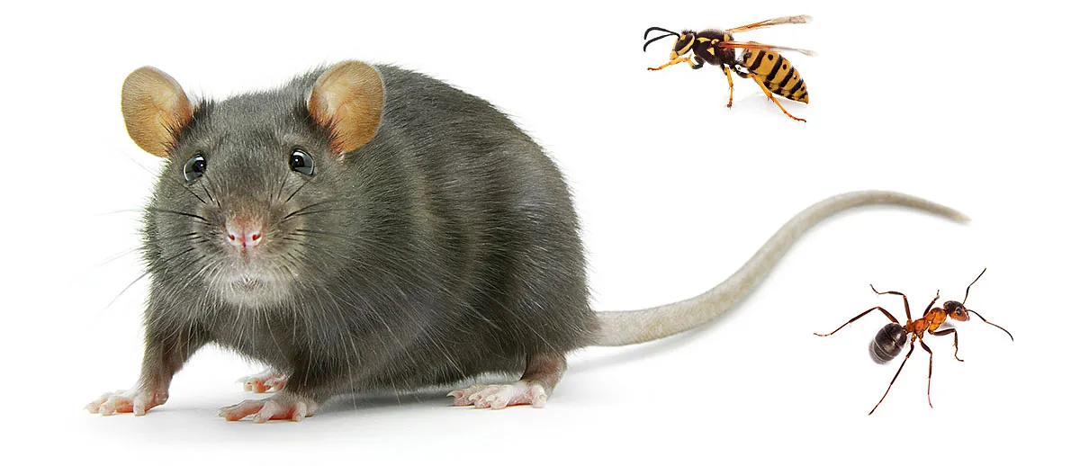 Maus