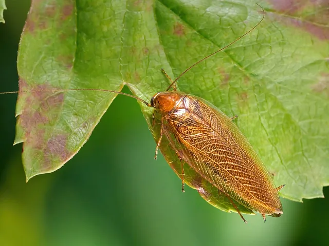 Käfer