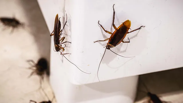 Insekten